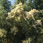 Вилла Daurus Валлорис