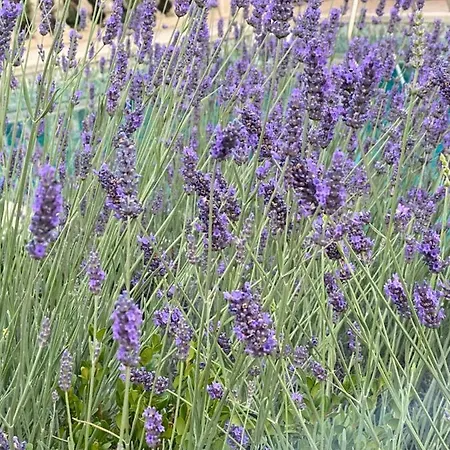 Villa Daurus Vallauris