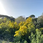 Daurus *