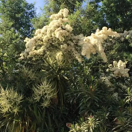 Villa Daurus Vallauris