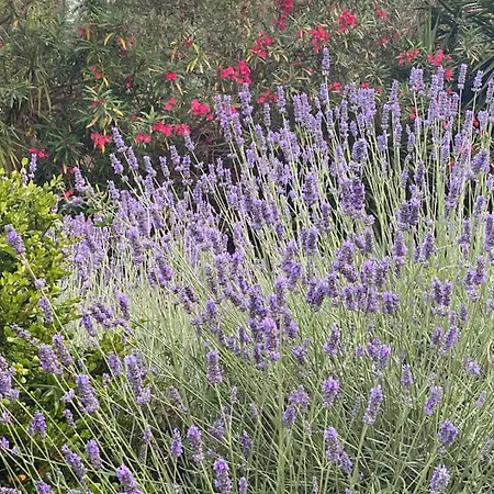 ヴィラ Daurus ヴァロリス