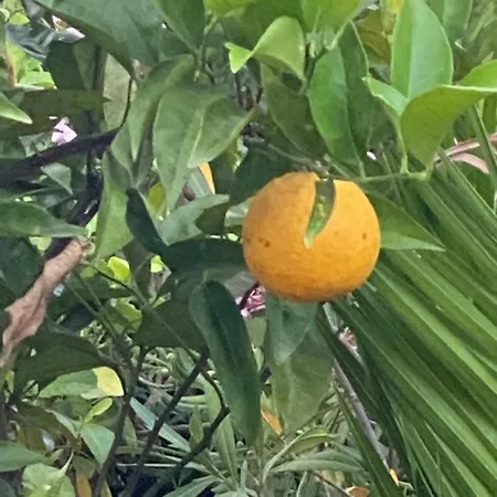 Daurus * ヴァロリス